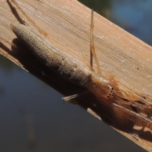 Tetragnatha sp. (genus) at Gordon, ACT - 27 Nov 2019