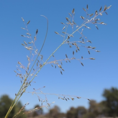 Eragrostis curvula (African Lovegrass) at Gordon, ACT - 27 Nov 2019 by MichaelBedingfield