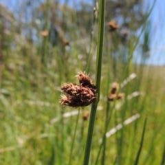 Schoenoplectus pungens (Common Three-Square) at Gordon, ACT - 27 Nov 2019 by michaelb