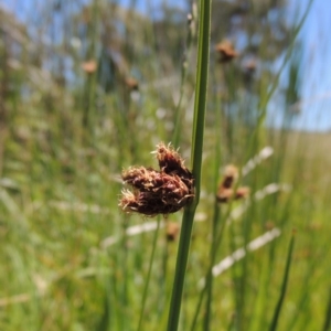 Schoenoplectus pungens at Gordon, ACT - 27 Nov 2019