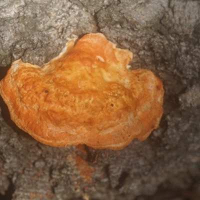 Unidentified Cup or disk - with no 'eggs' at Berry, NSW - 16 Jan 2019 by gerringongTB