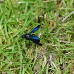 Austroscolia soror (Blue Flower Wasp) at Shoalhaven Heads, NSW - 28 Feb 2019 by gerringongTB