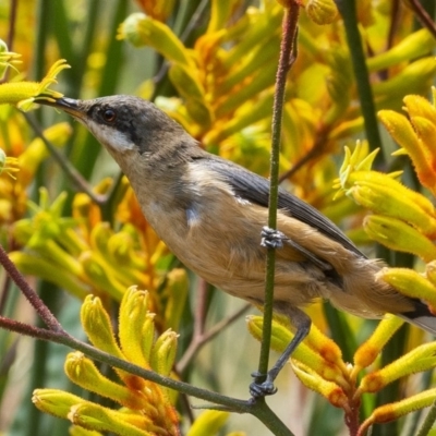 Acanthorhynchus tenuirostris (Eastern Spinebill) at ANBG - 12 Jan 2020 by WHall