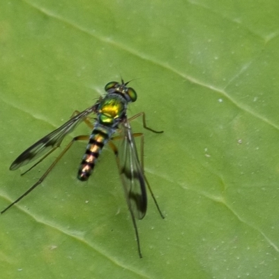 Austrosciapus connexus (Green long-legged fly) at Acton, ACT - 12 Jan 2020 by WHall