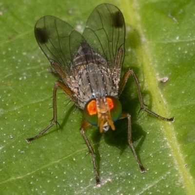 Pygophora apicalis at Acton, ACT - 13 Jan 2020 by WHall