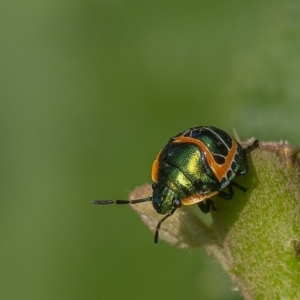 Scutiphora pedicellata at Acton, ACT - 13 Jan 2020