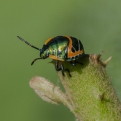 Scutiphora pedicellata at Acton, ACT - 13 Jan 2020