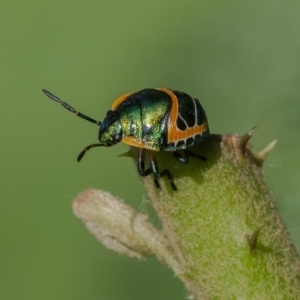 Scutiphora pedicellata at Acton, ACT - 13 Jan 2020