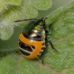 Scutiphora pedicellata at Acton, ACT - 13 Jan 2020