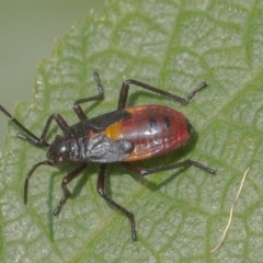 Oncopeltus (Oncopeltus) sordidus (Milk vine bug) at ANBG - 12 Jan 2020 by WHall