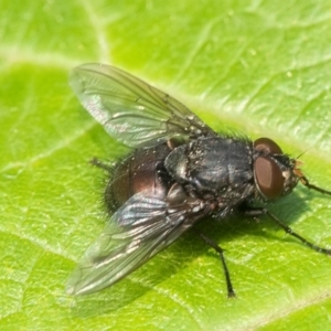 Calliphoridae (family) at Acton, ACT - 13 Jan 2020 09:32 AM