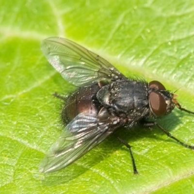 Calliphoridae (family) (Unidentified blowfly) at Acton, ACT - 13 Jan 2020 by WHall