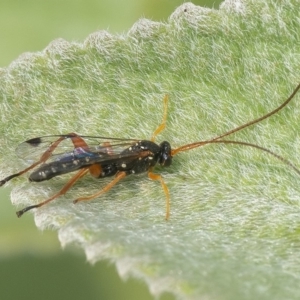 Ichneumonidae (family) at Acton, ACT - 13 Jan 2020 09:27 AM