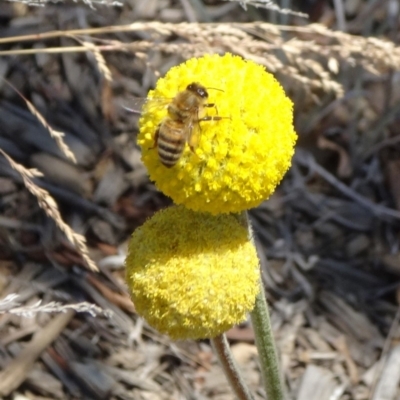 Apis mellifera (European honey bee) at Reid, ACT - 12 Dec 2019 by JanetRussell