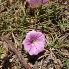 Convolvulus angustissimus subsp. angustissimus (Australian Bindweed) at Reid, ACT - 12 Dec 2019 by JanetRussell