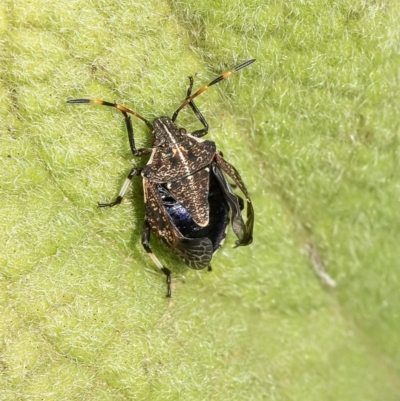 Oncocoris geniculatus (A shield bug) at Acton, ACT - 12 Jan 2020 by WHall