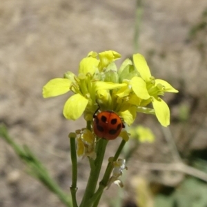 Hippodamia variegata at Parkes, ACT - 12 Dec 2019