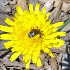 Lasioglossum sp. (genus) (Furrow Bee) at Reid, ACT - 12 Dec 2019 by JanetRussell