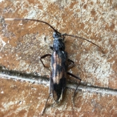 Phoracantha tricuspis (Longhorn Beetle) at Wattamolla, NSW - 14 Jan 2020 by WattaWanderer