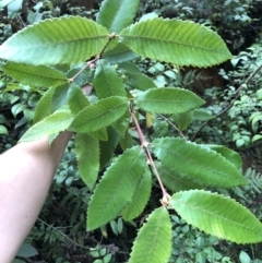 Callicoma serratifolia (Black Wattle, Butterwood, Tdgerruing) at Wattamolla, NSW - 14 Jan 2020 by WattaWanderer