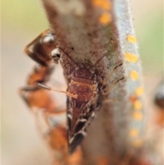 Acizzia acaciaedecurrentis (Early Green Wattle Psyllid) at Cook, ACT - 12 Jan 2020 by CathB