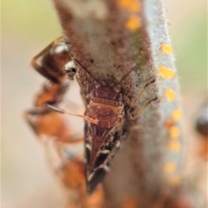Acizzia acaciaedecurrentis at Cook, ACT - 12 Jan 2020 05:00 PM