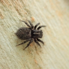 Servaea sp. (genus) (Unidentified Servaea jumping spider) at Dunlop, ACT - 12 Jan 2020 by CathB