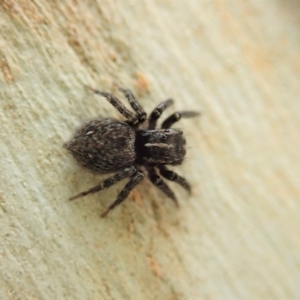 Servaea sp. (genus) at Dunlop, ACT - 12 Jan 2020