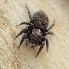 Servaea sp. (genus) at Dunlop, ACT - 12 Jan 2020