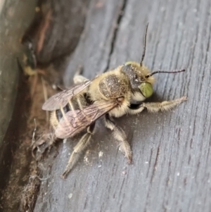 Megachile (Eutricharaea) serricauda at Cook, ACT - 13 Jan 2020