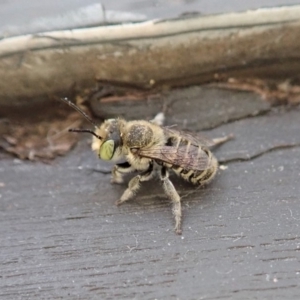 Megachile (Eutricharaea) serricauda at Cook, ACT - 13 Jan 2020