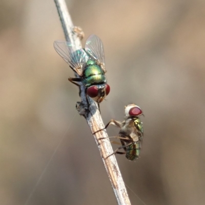 Chrysomya sp. (genus) (A green/blue blowfly) at Aranda Bushland - 13 Jan 2020 by CathB