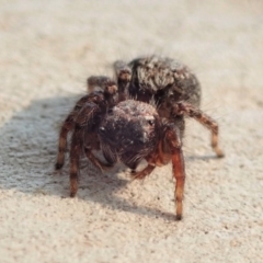 Servaea sp. (genus) (Unidentified Servaea jumping spider) at Dunlop, ACT - 13 Jan 2020 by CathB