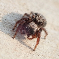 Servaea sp. (genus) at Dunlop, ACT - 14 Jan 2020