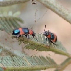 Dicranolaius bellulus (Red and Blue Pollen Beetle) at Dunlop, ACT - 14 Jan 2020 by CathB