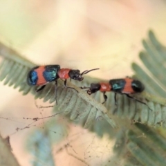 Dicranolaius bellulus at Dunlop, ACT - 14 Jan 2020