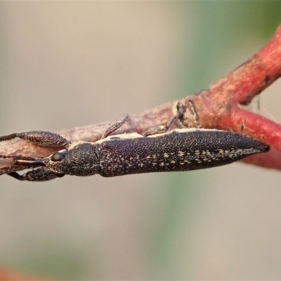 Rhinotia sp. (genus) (Unidentified Rhinotia weevil) at Dunlop, ACT - 12 Jan 2020 by CathB