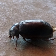 Melolonthinae sp. (subfamily) (Cockchafer) at Parkes, ACT - 4 Dec 2019 by JanetRussell