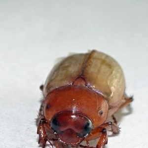 Melolonthinae sp. (subfamily) at Parkes, ACT - 21 Dec 2019