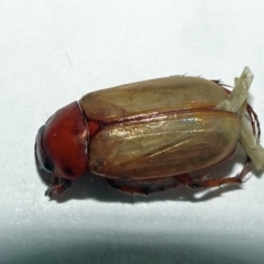 Melolonthinae sp. (subfamily) at Parkes, ACT - 21 Dec 2019