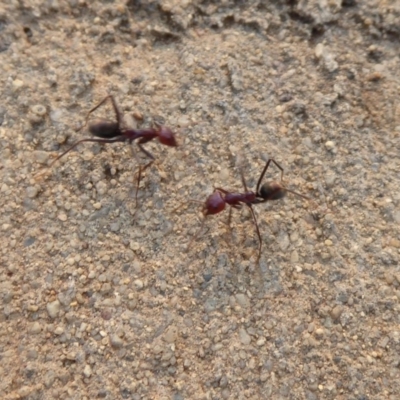 Iridomyrmex purpureus (Meat Ant) at Tuggeranong Creek to Monash Grassland - 12 Jan 2020 by Christine
