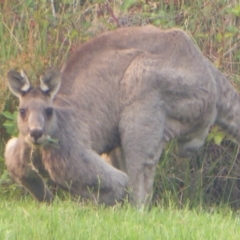 Macropus giganteus at Greenway, ACT - 12 Jan 2020