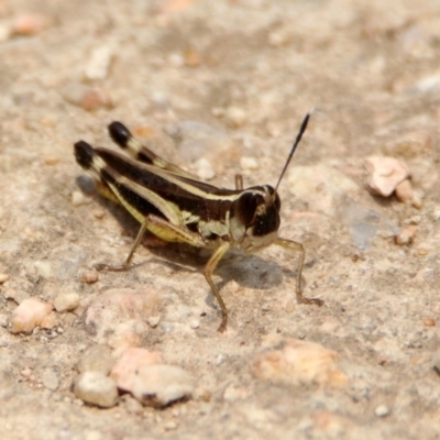 Macrotona australis (Common Macrotona Grasshopper) at Fyshwick, ACT - 13 Jan 2020 by RodDeb