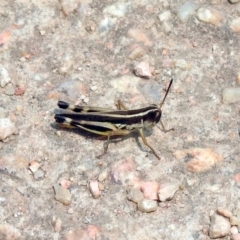 Macrotona australis at Fyshwick, ACT - 13 Jan 2020