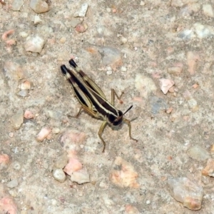 Macrotona australis at Fyshwick, ACT - 13 Jan 2020