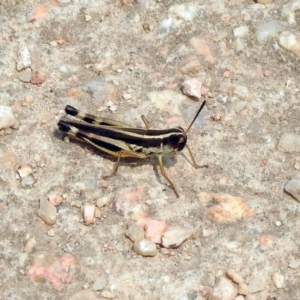 Macrotona australis at Fyshwick, ACT - 13 Jan 2020