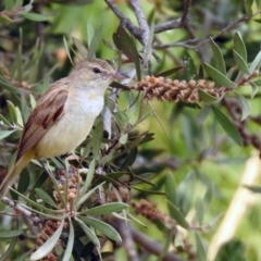 Acrocephalus australis (Australian Reed-Warbler) at Fyshwick, ACT - 13 Jan 2020 by RodDeb