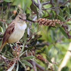 Acrocephalus australis at Fyshwick, ACT - 13 Jan 2020 11:23 AM