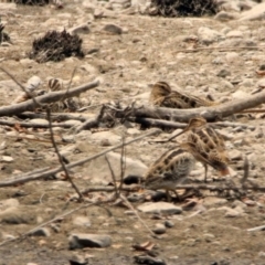 Gallinago hardwickii (Latham's Snipe) at Jerrabomberra Wetlands - 13 Jan 2020 by RodDeb