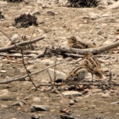 Gallinago hardwickii (Latham's Snipe) at Fyshwick, ACT - 13 Jan 2020 by RodDeb